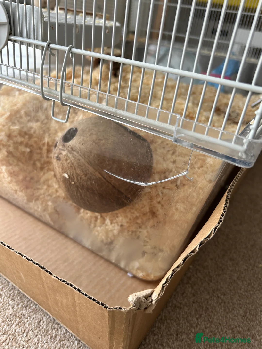 Gerbil rodents for sale: 2 gerbils males with cage and additions  - Advert 7