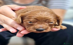 Cavapoo dogs for sale: Top quality cavapoo pups health test KCreg parents - Image 10