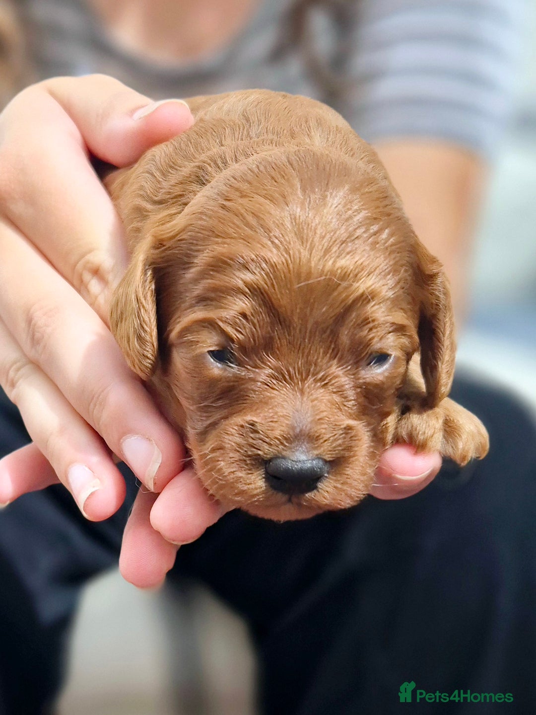 Cavapoo dogs for sale: Top quality cavapoo pups health test KCreg parents - Image 10