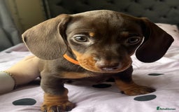 Miniature Dachshund dogs for sale: Miniature dachshunds READY for forever home 🐶🤎 - Image 34