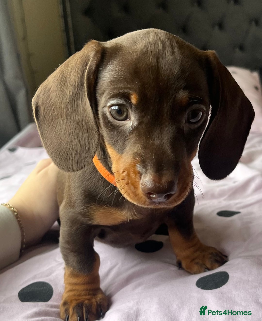 Miniature Dachshund dogs for sale: Miniature dachshunds READY for forever home 🐶🤎 - Image 34