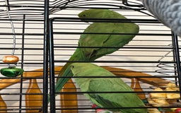 Parrots birds for sale: Ringneck  - Image 1
