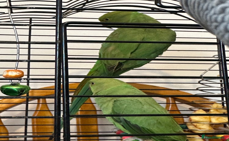 Parrots birds - Advert 1