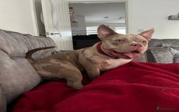 Mixed Breed dogs for sale: Pocket bully coco - Image 6