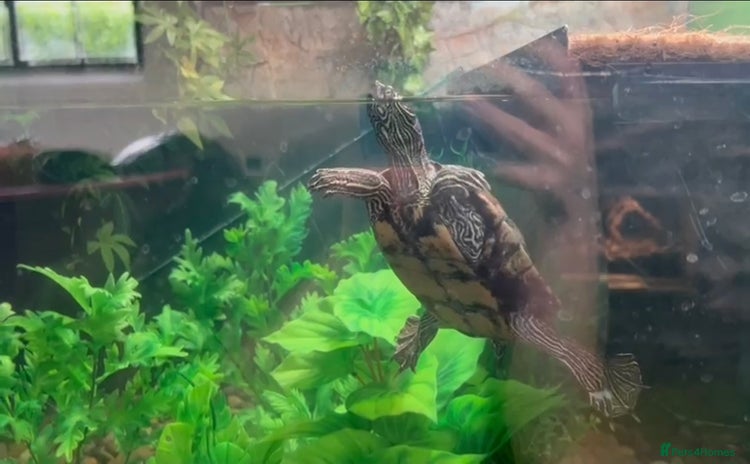 Turtle reptiles - Advert 1