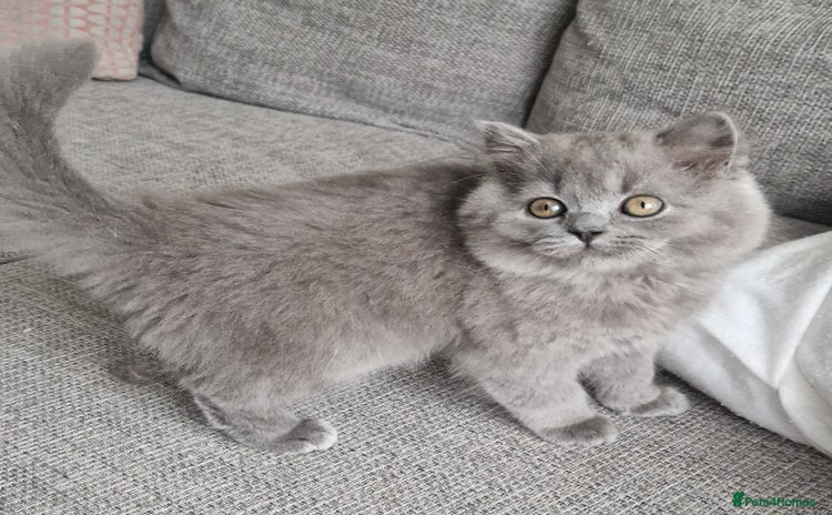 British Longhair cats - Advert 1