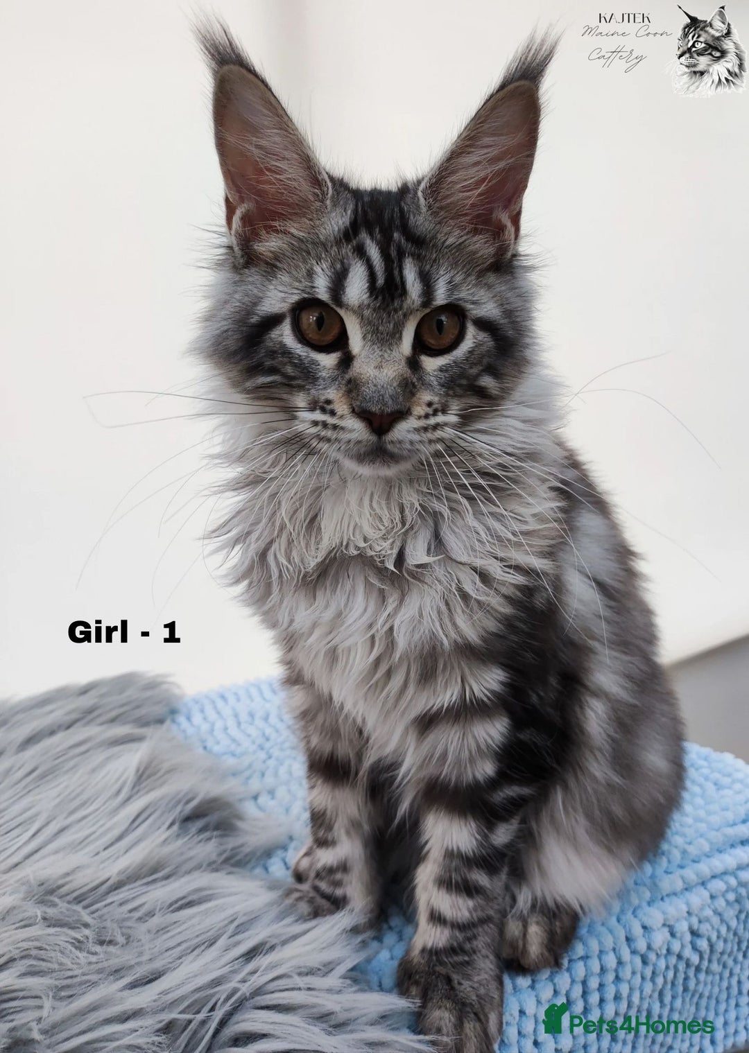 Maine Coon cats for sale: AMAZING TICA REGISTERED  SHADED LINE  - Advert 6