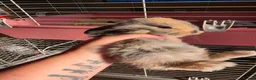 French Lop rabbits for sale: Baby French lops for sale - Advert 4