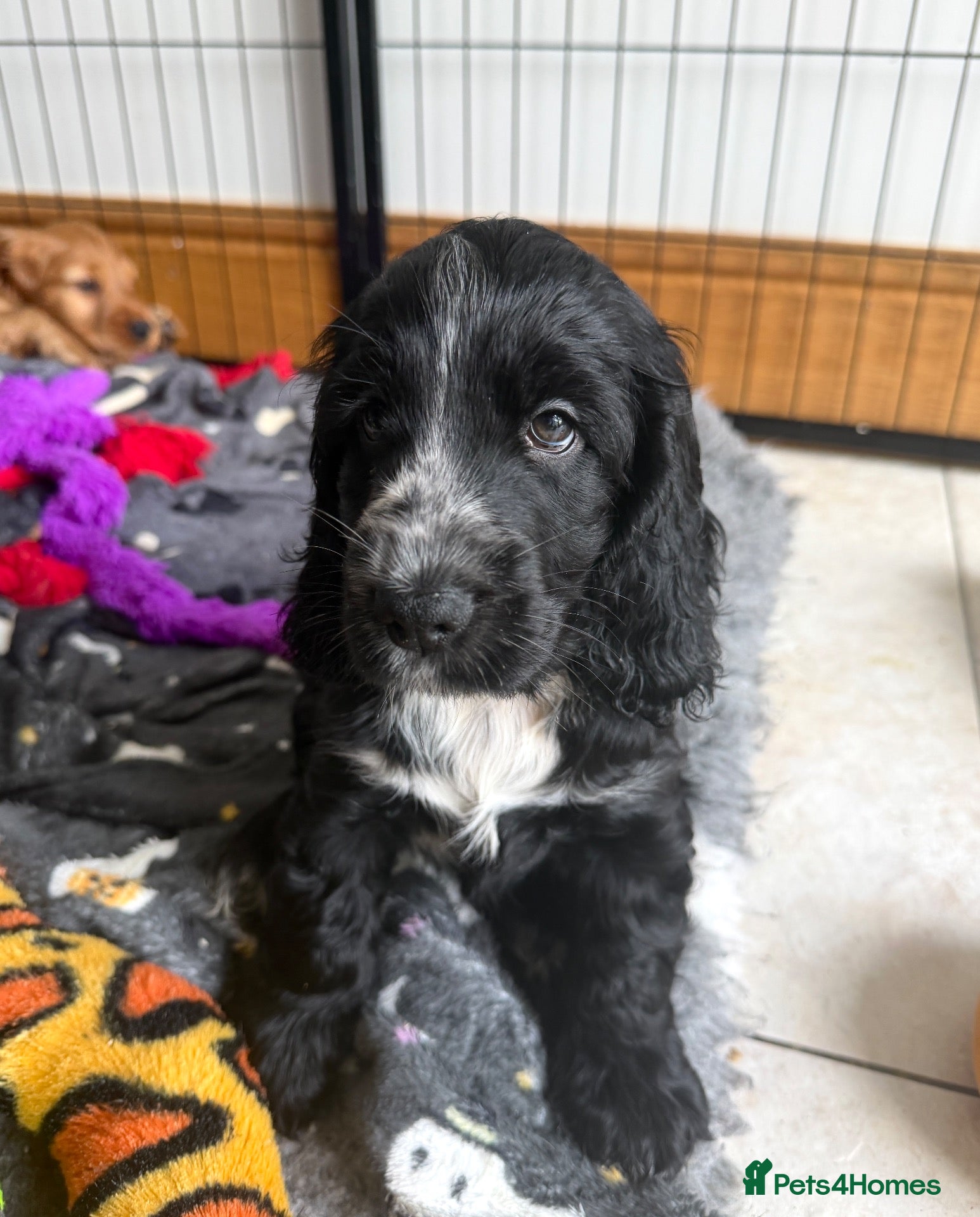 Cocker Spaniel dogs Gorgeous Show Cocker Spaniels  - Advert 1