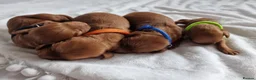 Cockapoo dogs for sale: F1 Cockapoo puppies fully DNA tested parents  - Advert 12