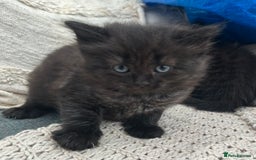 Domestic Shorthair cats for sale: GORGEOUS FLUFFY DARK TABBY KITTENS - Image 7
