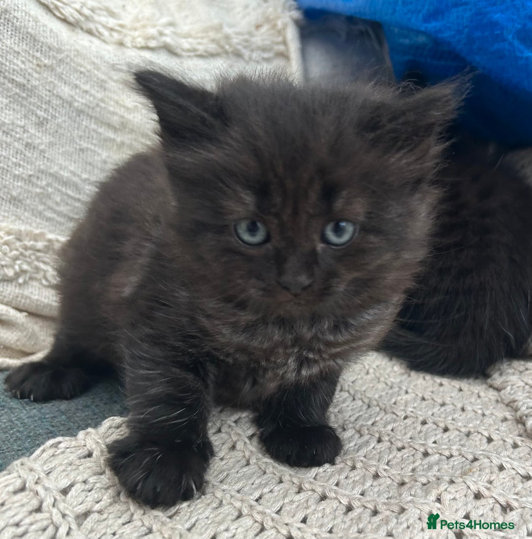 Domestic Shorthair cats for sale: GORGEOUS FLUFFY DARK TABBY KITTENS - Image 7