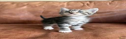 Maine Coon cats for sale: 1/2 Maine Coon Fluffy Tabby Kittens!  - Advert 4