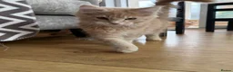 Maine Coon cats for sale: XL TICA Maine coon kittens - Advert 12