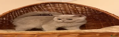 British Shorthair 1