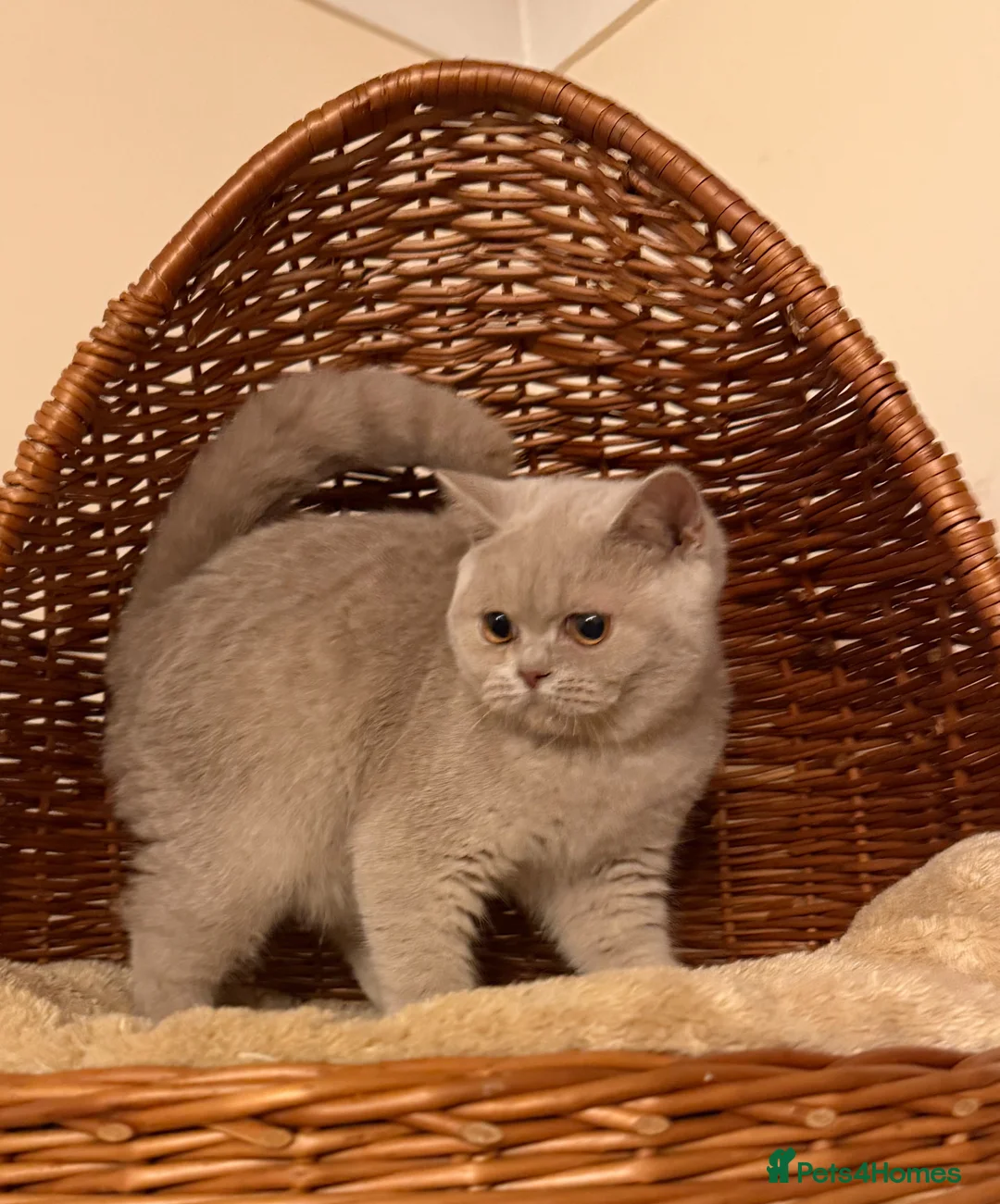 British Shorthair cats for sale: Fawn Male British shorthair  - Advert 2