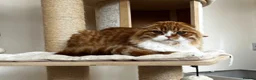 Scottish Fold cats for sale: KOALA – Beautiful Scottish Fold Boy TICA pedigree - Advert 4