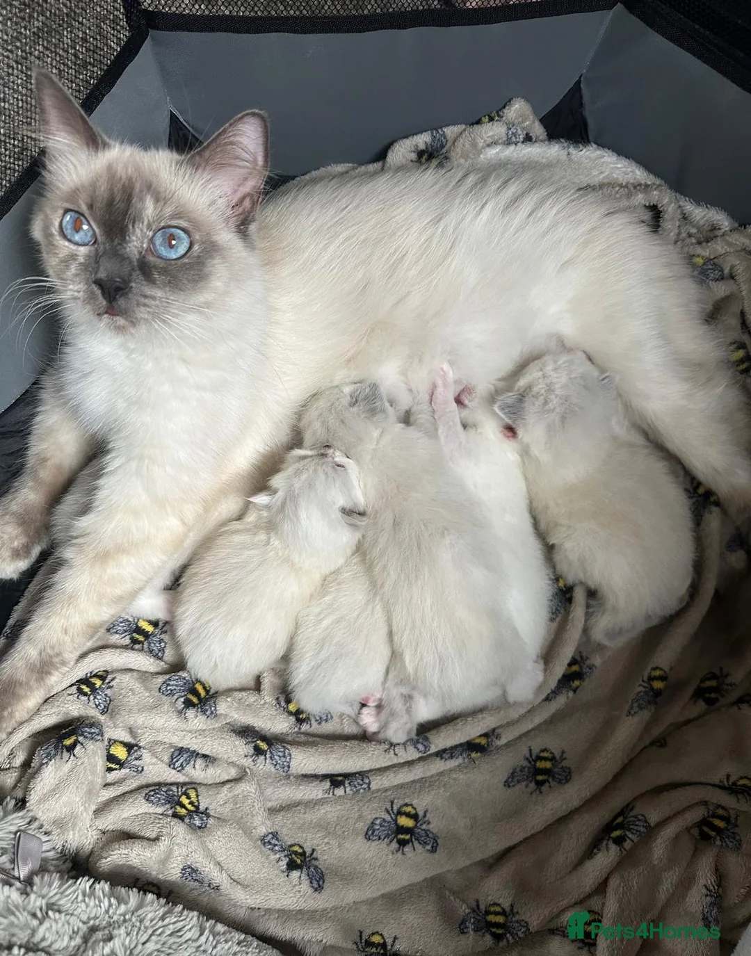 Ragdoll cats for sale: Purebreed Ragdoll kittens - Advert 2