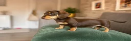 Miniature Dachshund dogs for sale: KC registered Miniature dachshund puppy’s  - Advert 8