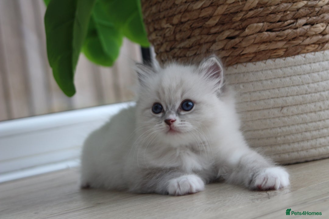 Ragdoll cats for sale: Blue Tabby Pure Breed Ragdoll  - Image 6