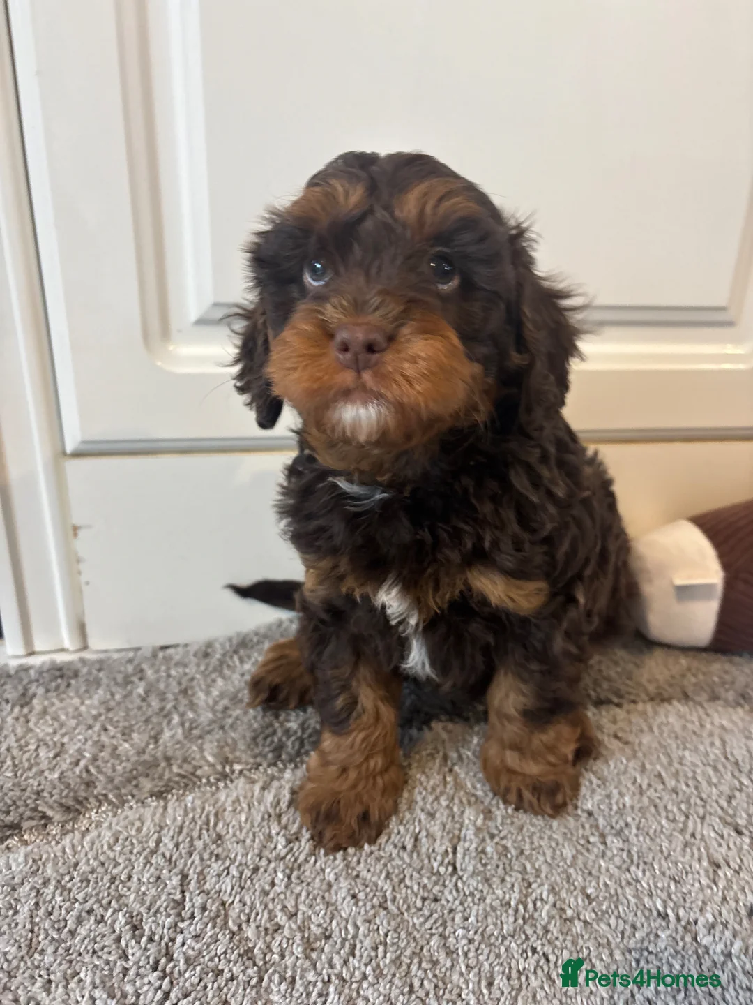 Cavapoo dogs for sale: Cavapoo puppies  - Advert 1