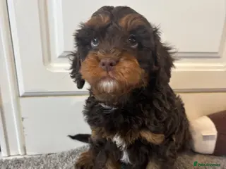 Cavapoo dogs Cavapoo puppies - Advert 1