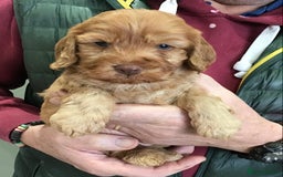 Cockapoo dogs for sale: 5* Miniature F1b Cockapoo Puppies - Advert 31