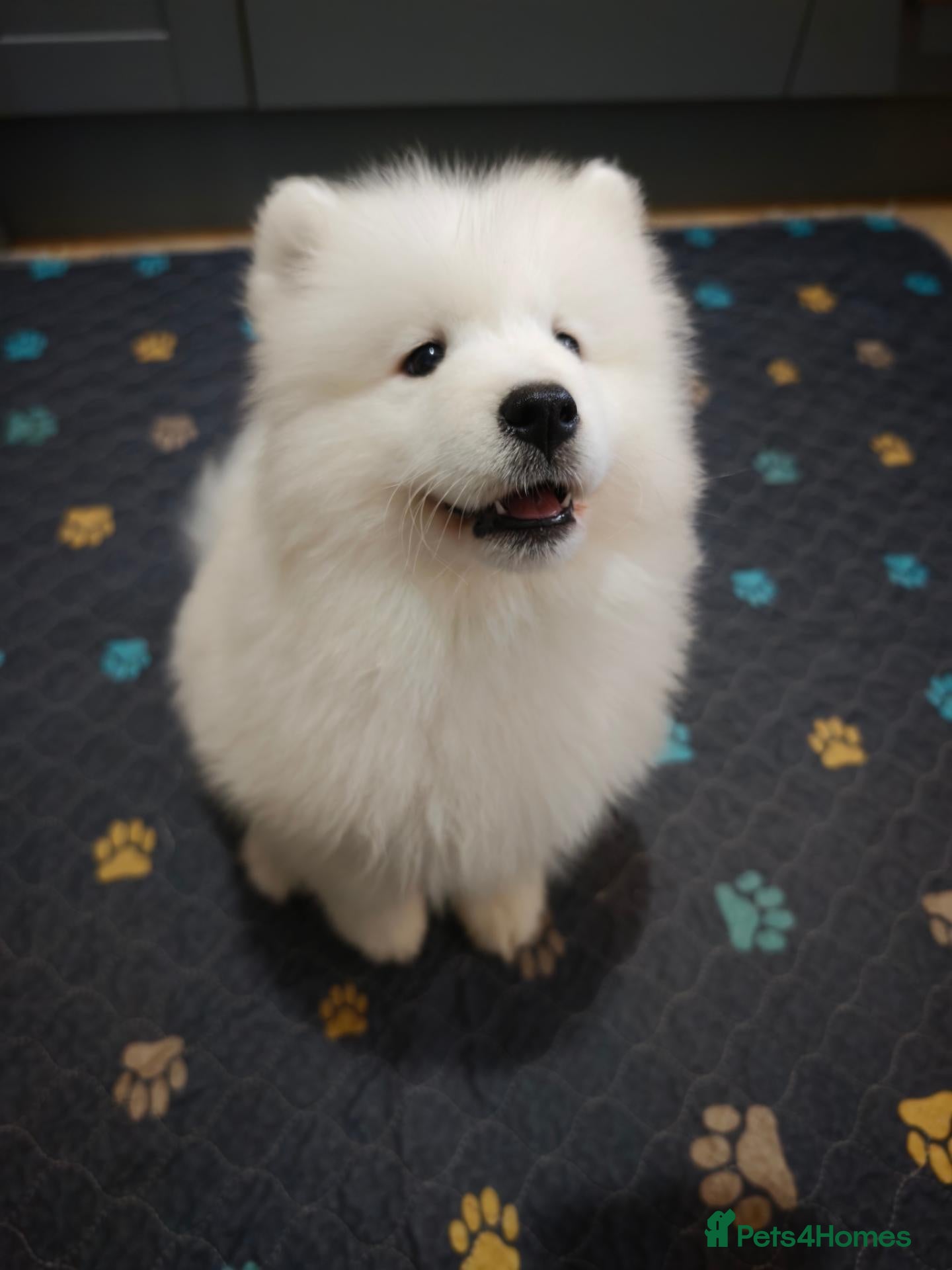 Samoyed dogs Kc reg. Pups ready to go :) - Advert 2