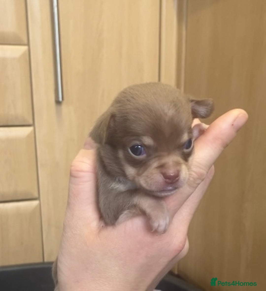 Chihuahua dogs for sale: Chihuahua Puppies - with starter kits  - Image 8