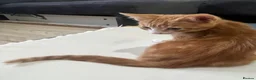 Bengal cats for sale: 3 bengal x British short hair kittens  - Advert 6