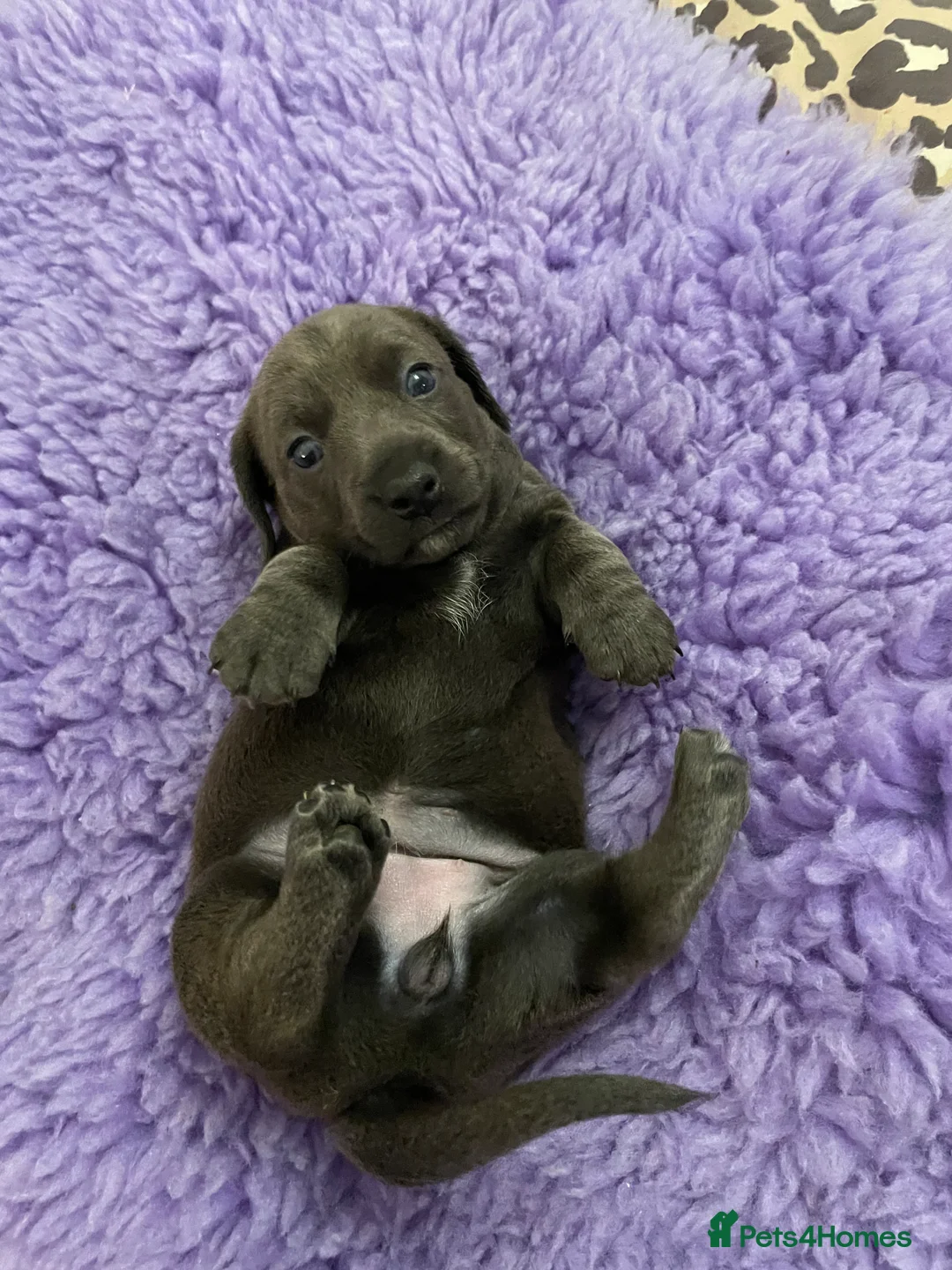 Miniature Dachshund dogs for sale: 2 girls, 1 boy KC reg miniature Daschund puppies - Advert 6