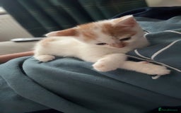 Domestic Shorthair cats for sale: Kittens for sale  - Image 6