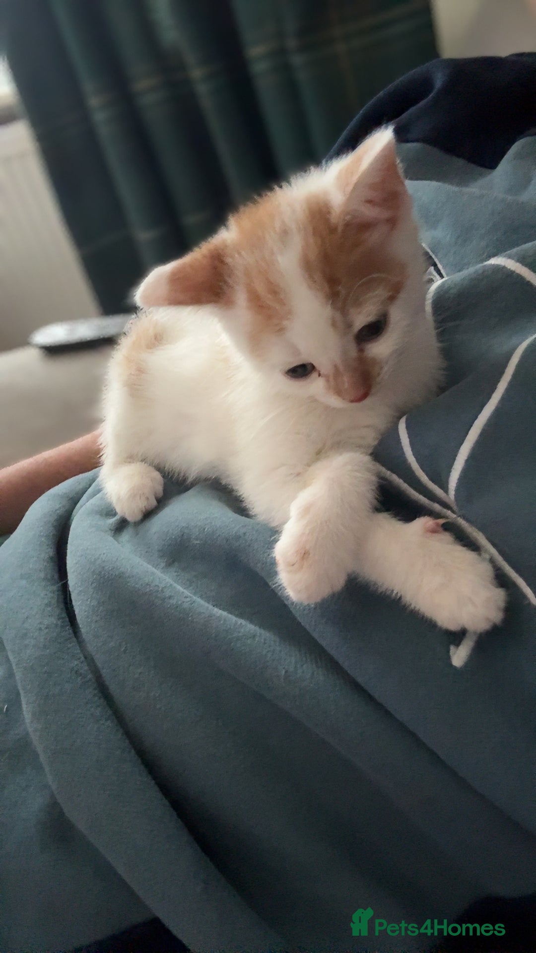 Domestic Shorthair cats for sale: Kittens for sale  - Image 6