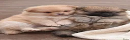 Pomeranian dogs for sale: Pomeranian puppy female  - Advert 11