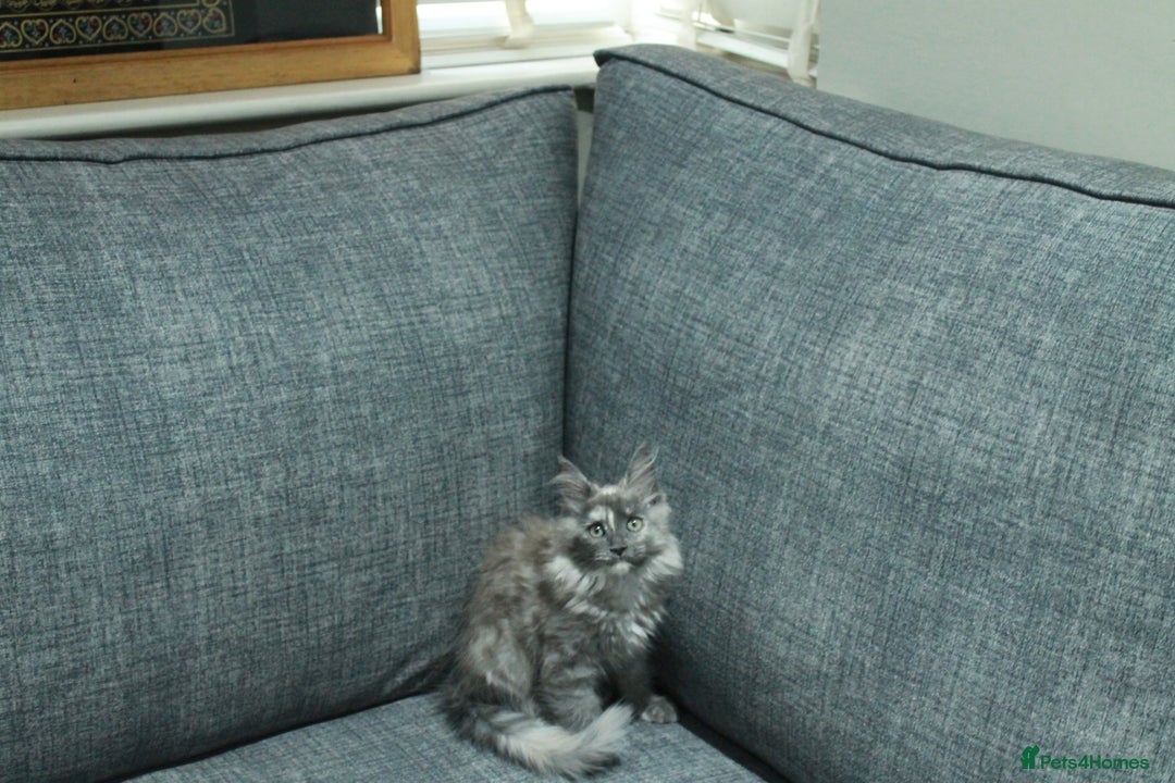 Maine Coon cats for sale: HEALTHY 5 Generation GCCF pedigree Maine coons - Image 3