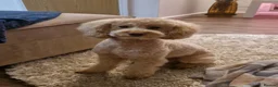Miniature Poodle dogs for stud: Handsome Apricot Miniature Poodle – Proven Stud 🐩 - Advert 7