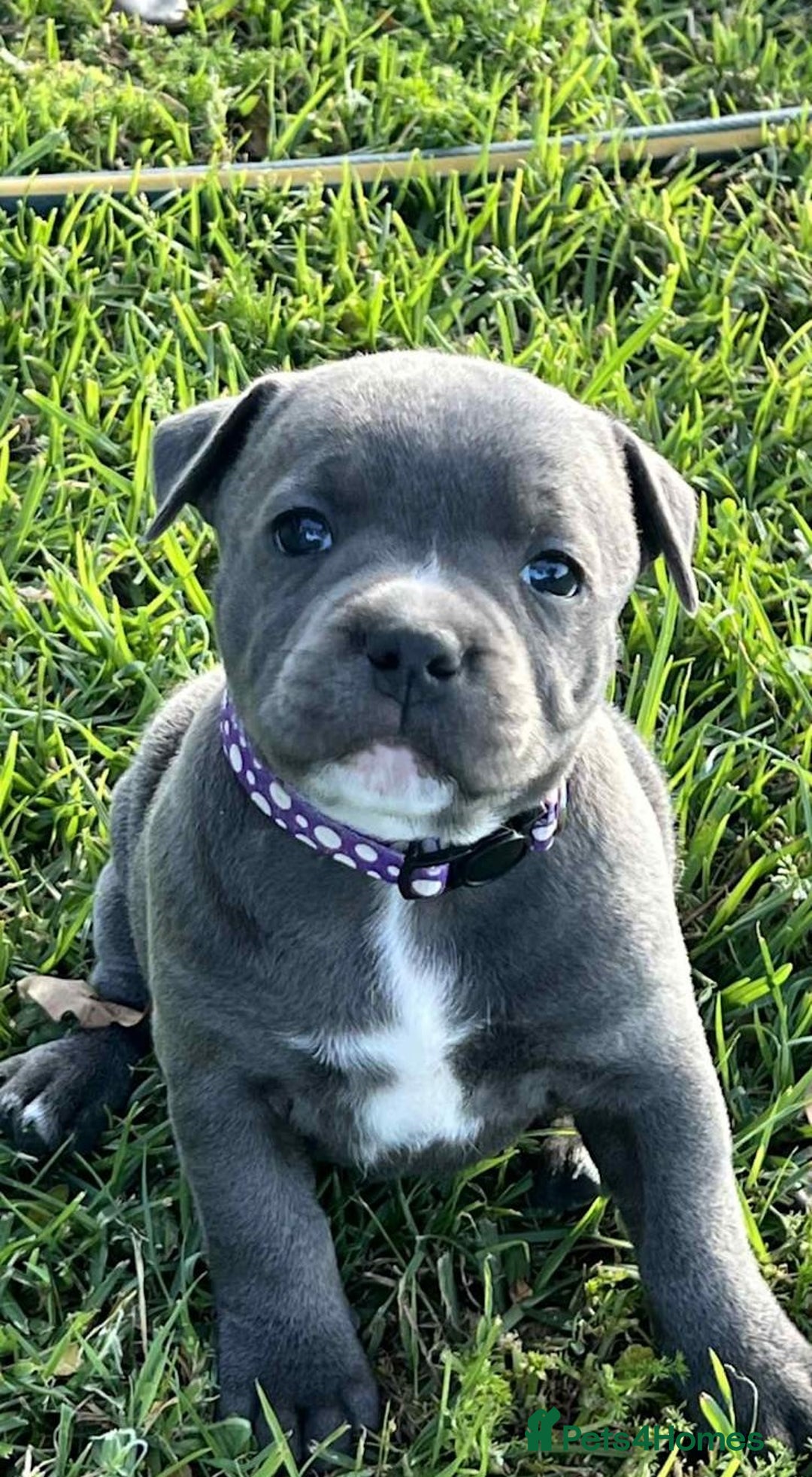 Staffordshire Bull Terrier dogs for sale: Blue English Staffy's bull terrier** - Image 6