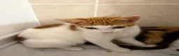 Domestic Shorthair cats for sale: domestic short hairs in Denbigh - Advert 3