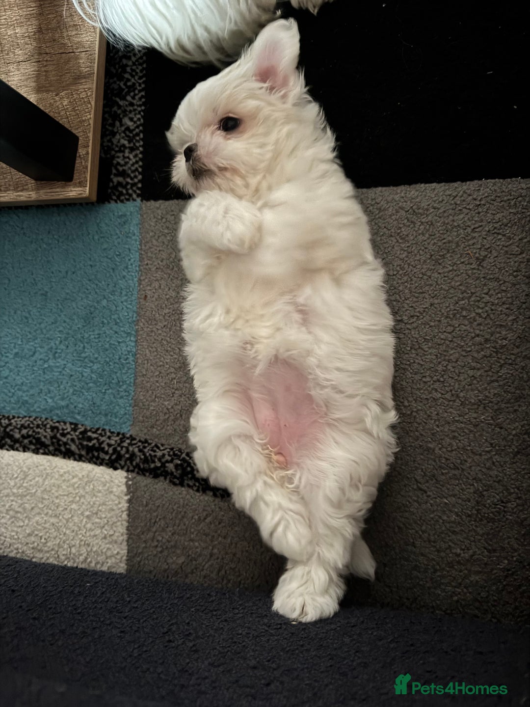 Maltese dogs for sale: Beautiful Boy Korean Maltese Puppy  in Tonbridge - Image 4