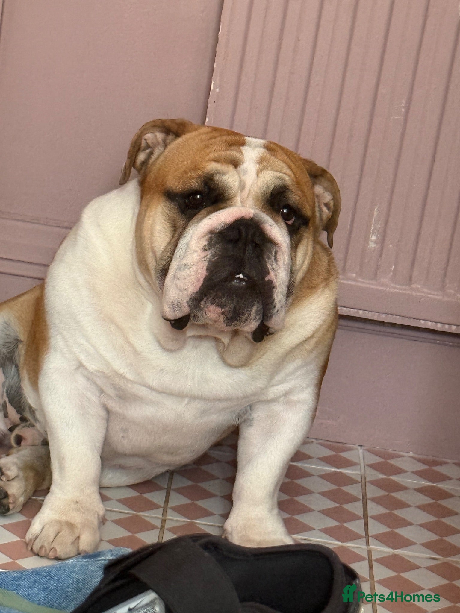 English Bulldog dogs 🐶 ENGLISH BULLDOG STUD 🐶  - Advert 3