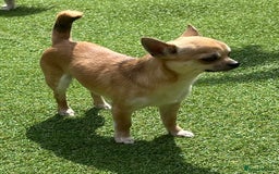 Chihuahua dogs for sale: KC Reg Crufts Qualified Smoothcoat little Boy  - Image 2