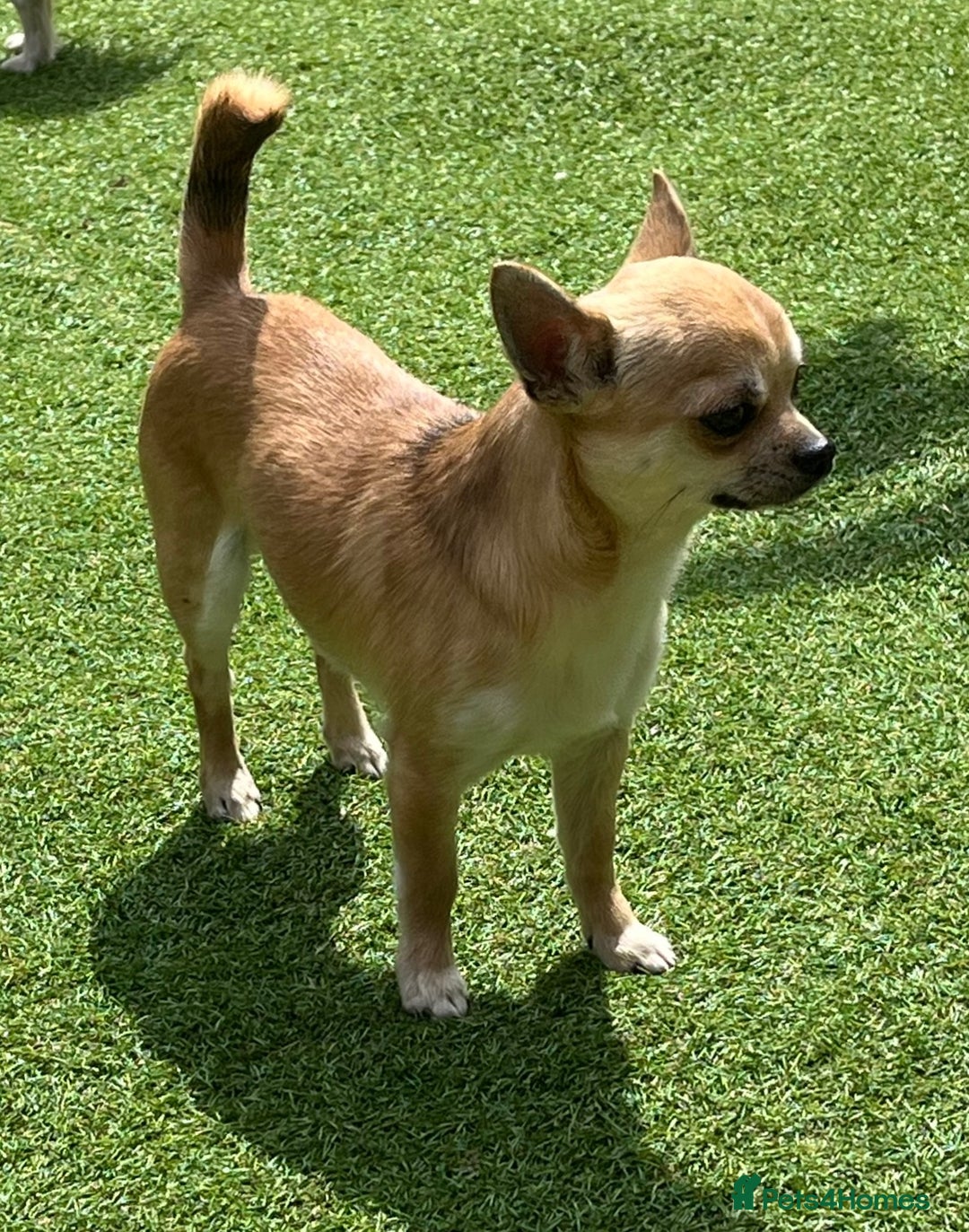 Chihuahua dogs for sale: KC Reg Crufts Qualified Smoothcoat little Boy  - Image 2