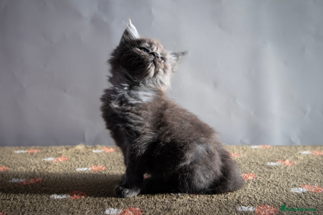 Maine Coon cats for sale: Gorgeous TICA-Registered Maine Coon Kittens! - Advert 32