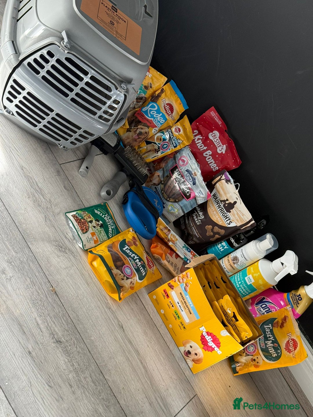 Toy Poodle dogs for sale: 5 month old toy poodle  - Image 10