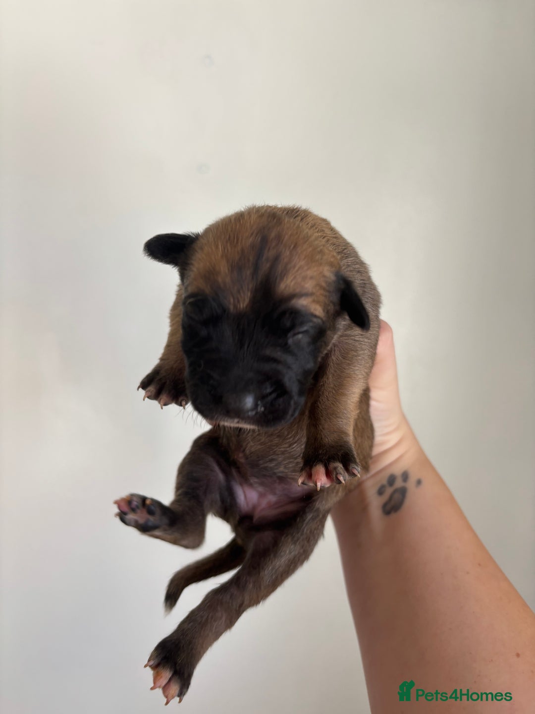 Mixed Breed dogs for sale: BEAUTIFUL BULL HERDERS (American Bulldog X Mali) - Image 5