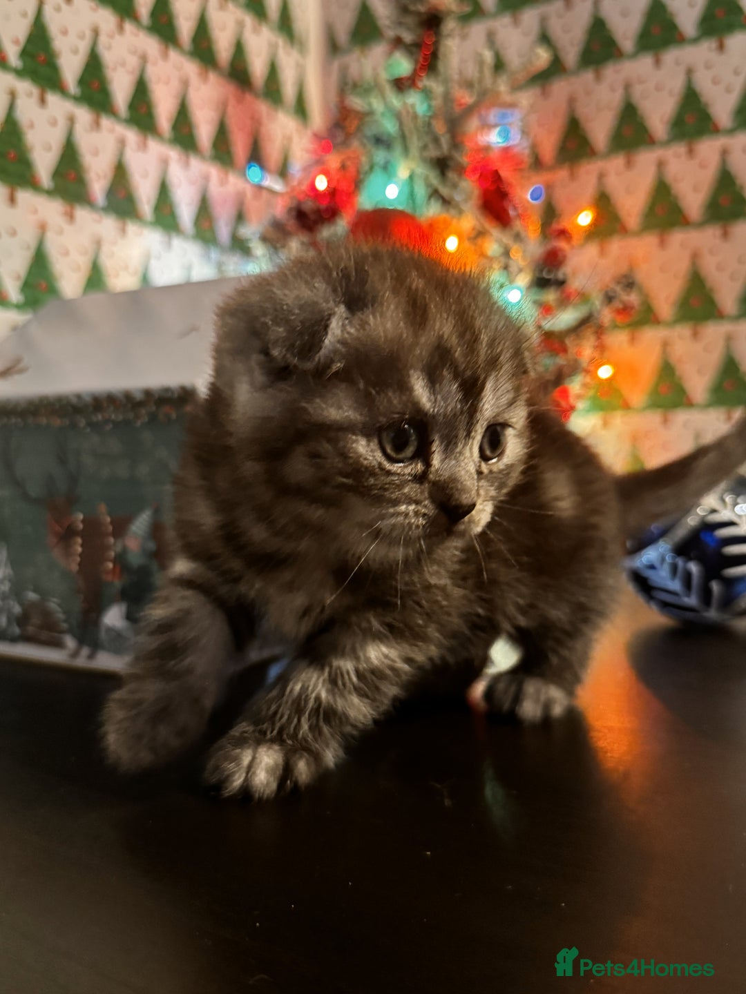 Scottish Fold cats for sale: 4 Beautiful Scottish Fold Kittens - Advert 9