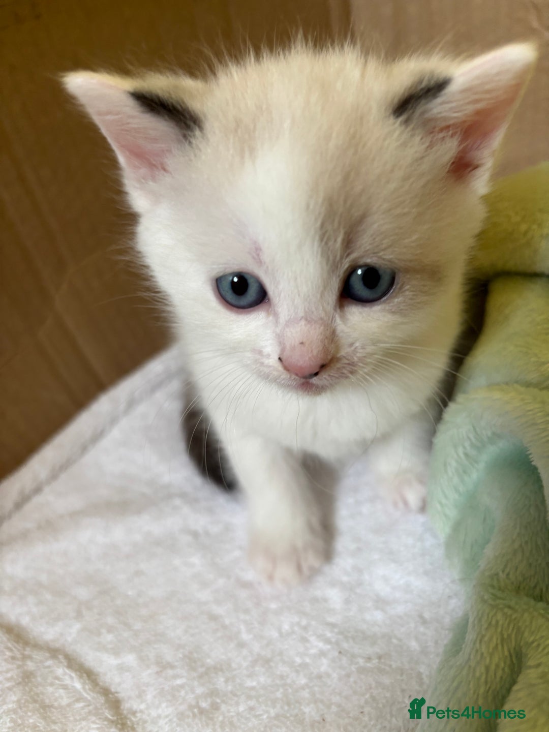 Siamese cats for sale: 2 x white female kitten  - Image 2