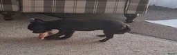 Chihuahua dogs for sale: Small Chihuahua  - Advert 5