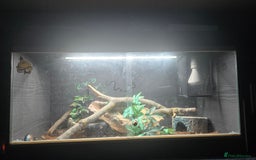 Python Snake reptiles for sale: Ball python with vivarium set up - Image 4