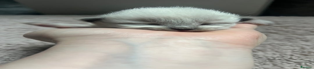 Ragdoll Kitten 2 red 